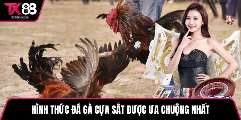 Hình thức đá gà cựa sắt được ưa chuộng nhất